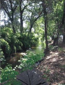 Mill Creek along the northern edge of Redwood High School's Sierra Vista Campus. Mill Creek Visalia.jpg