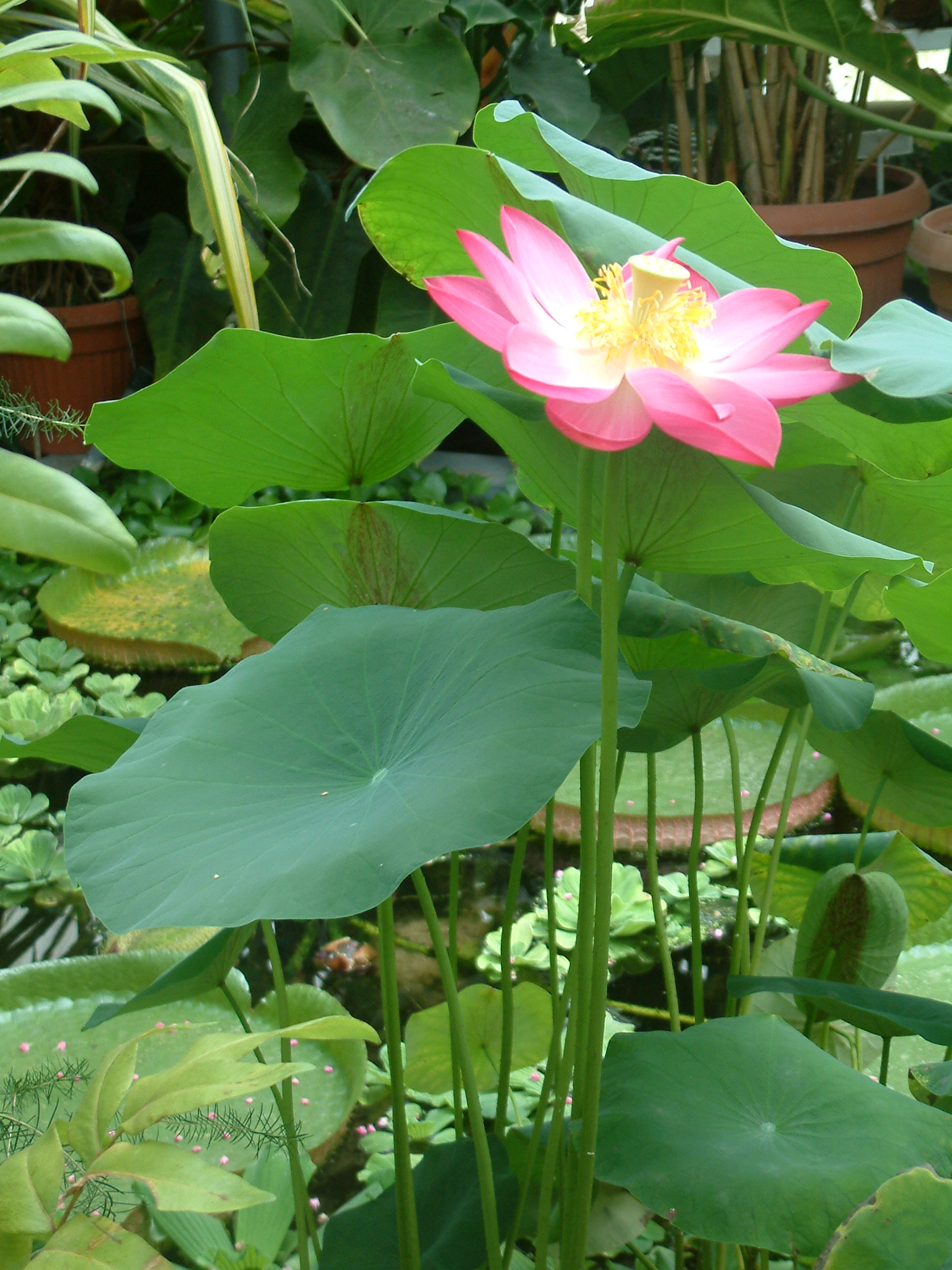 nelumbo nucifera