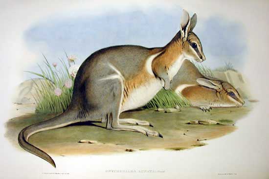 Nail tail wallaby - Alchetron, The Free Social Encyclopedia