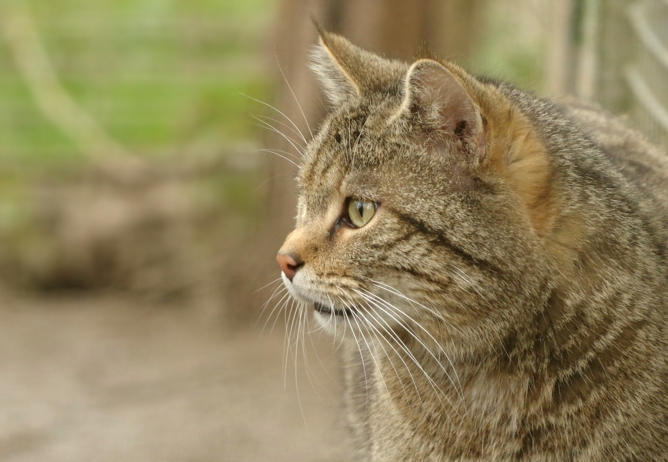 Chat forestier