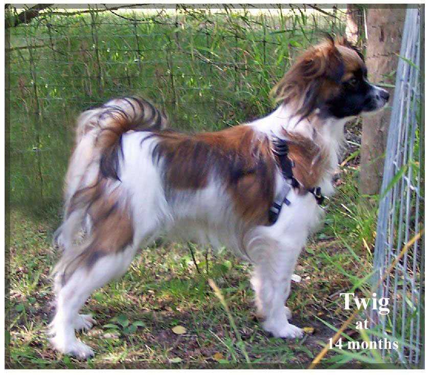 Papillon dog - Wikipedia