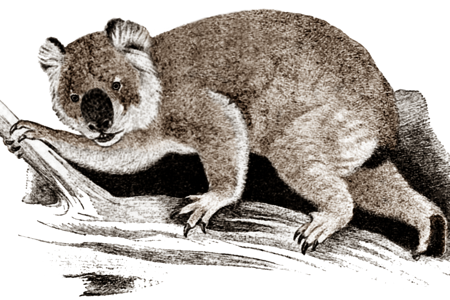 Giant koala - Wikipedia