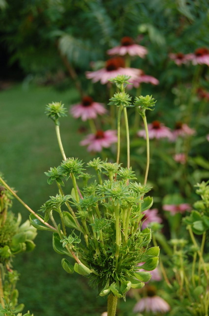 Diseases of Chickpea PDF | PDF | Mycology | Branches Of Botany