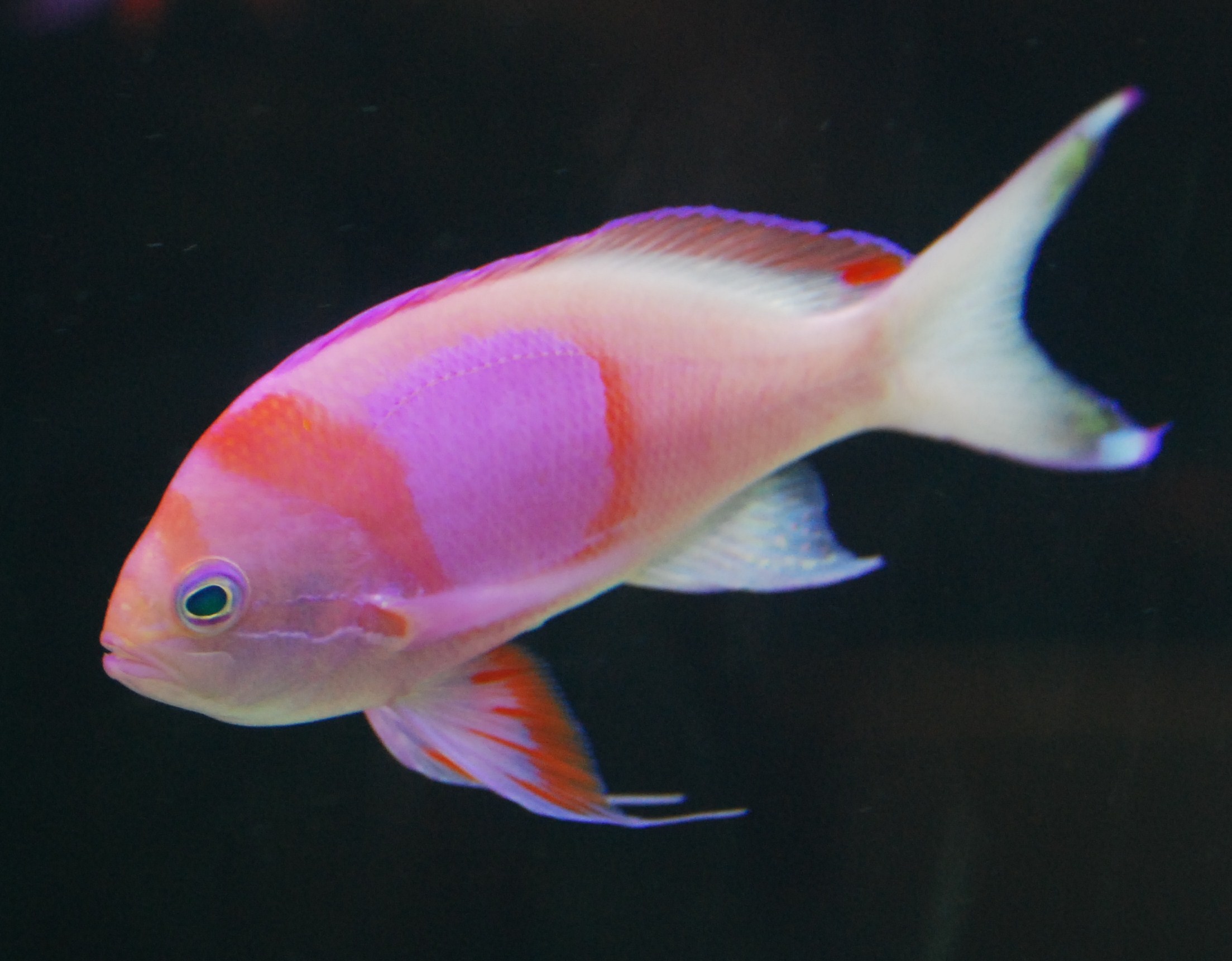 Розовая рыба. Антиас двупятнистый. Pseudanthias bimaculatus. Anthias аквариумная рыбка. Striped Anthias аквариумная рыбка.