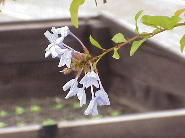 File:Plumbago auriculata0.jpg