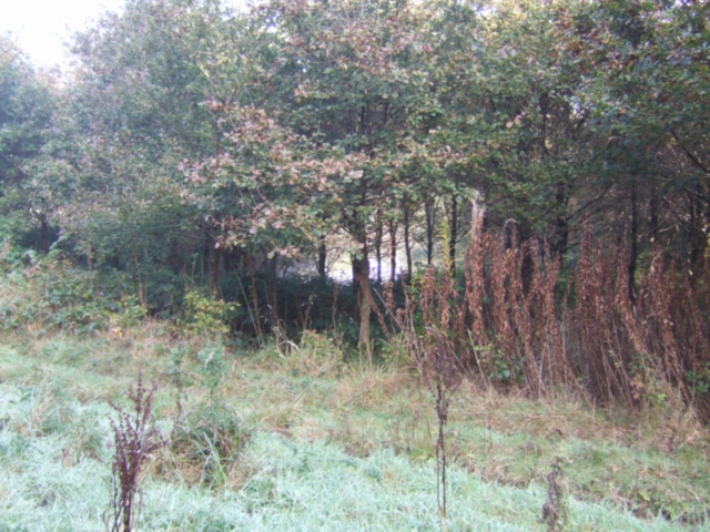 File:Pool hidden amongst the trees - geograph.org.uk - 590120.jpg