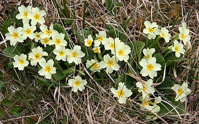 File:Primrose (Primula vulgaris) - geograph.org.uk - 823532.jpg