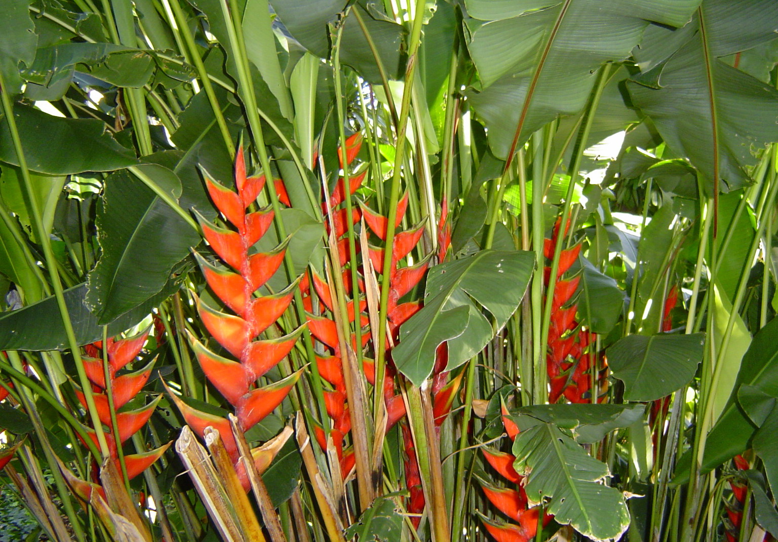 File:Puerto de la Cruz (Jardin Botanico, Heligonia).jpg ...