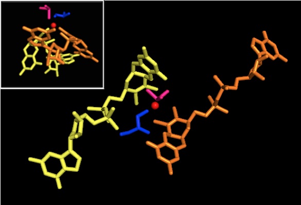 Two orientations of active site of fully reduced (Mo IV) DMSOR: red Mo IV core, yellow/orange pyranopterindithiolene-GMP ligand, blue serine-147 residue ligand, pink unbound DMSO substrate Pymolactivesite.jpg