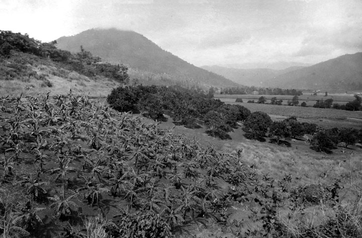 File:Queensland State Archives 1329 Banana and citrus orchard Freshwater Cairns District c 1935.png