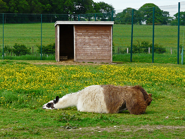 File:Recumbent llama - geograph.org.uk - 4010699.jpg