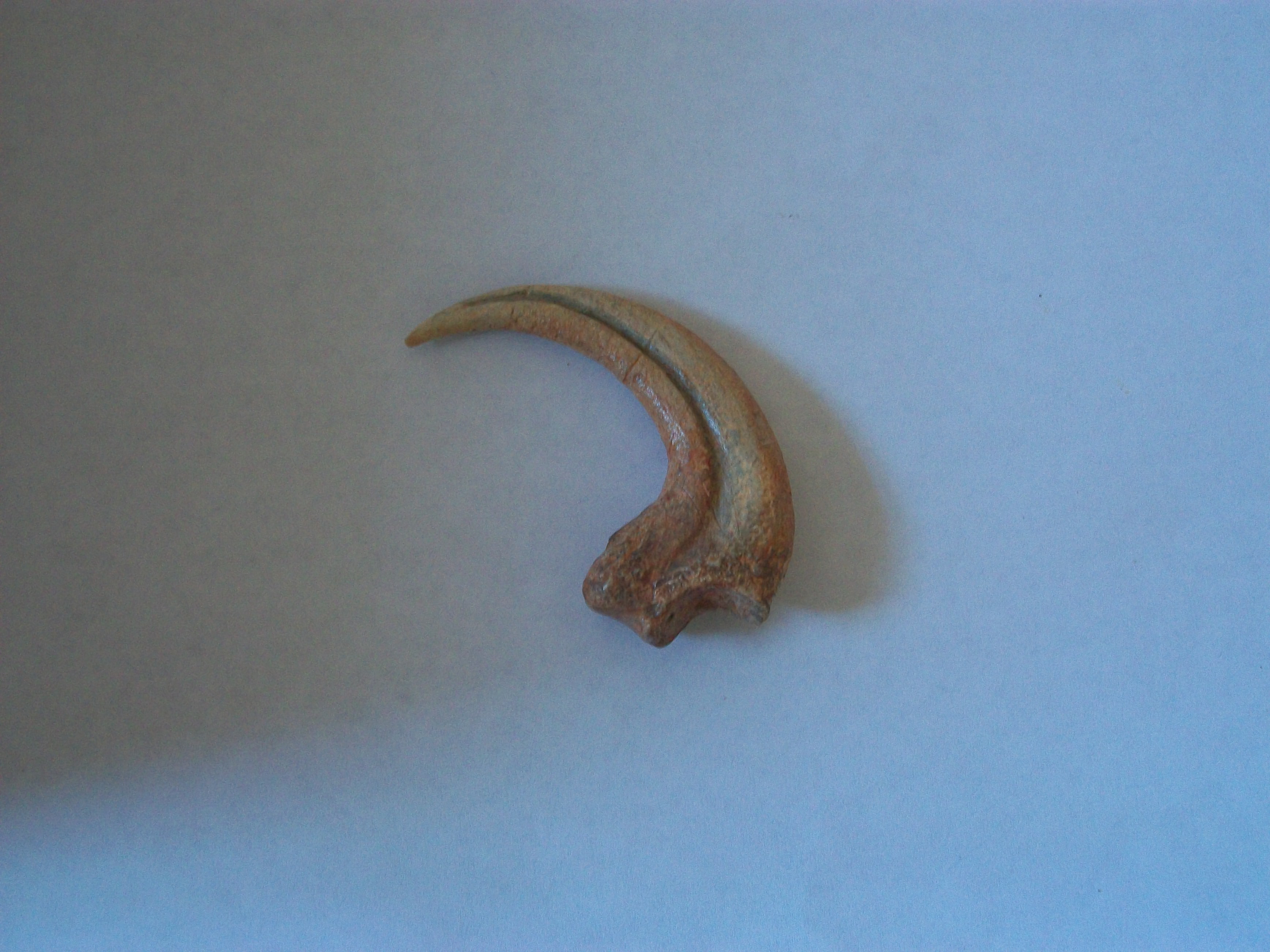 File:Replica Raptor Claw.jpg - Wikipedia