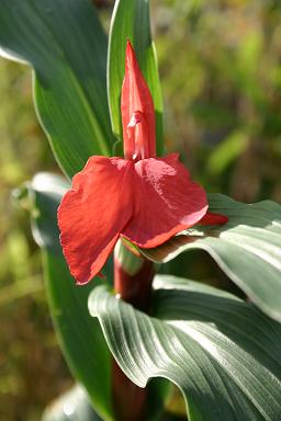 File:Roscoea purpurea Red Gurkha 060821.jpg