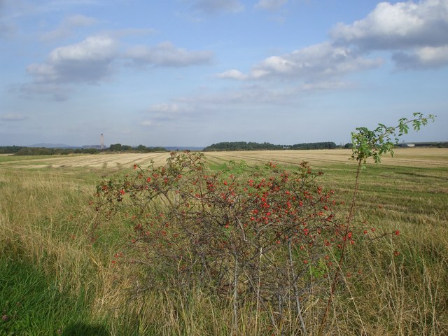 File:Rose-hips and stubble - geograph.org.uk - 988522.jpg