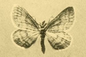 <i>Scopula cajanderi</i> Species of geometer moth in subfamily Sterrhinae