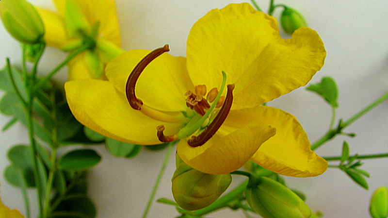 File:Senna pendula (Willd.) H.S.Irwin ^ Barneby - Flickr - Alex Popovkin, Bahia, Brazil.jpg