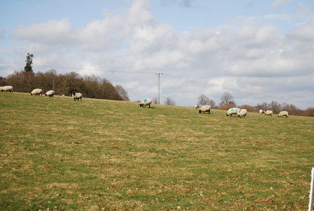 File:Sheep by the path north of Bedgebury School - geograph.org.uk - 1766641.jpg