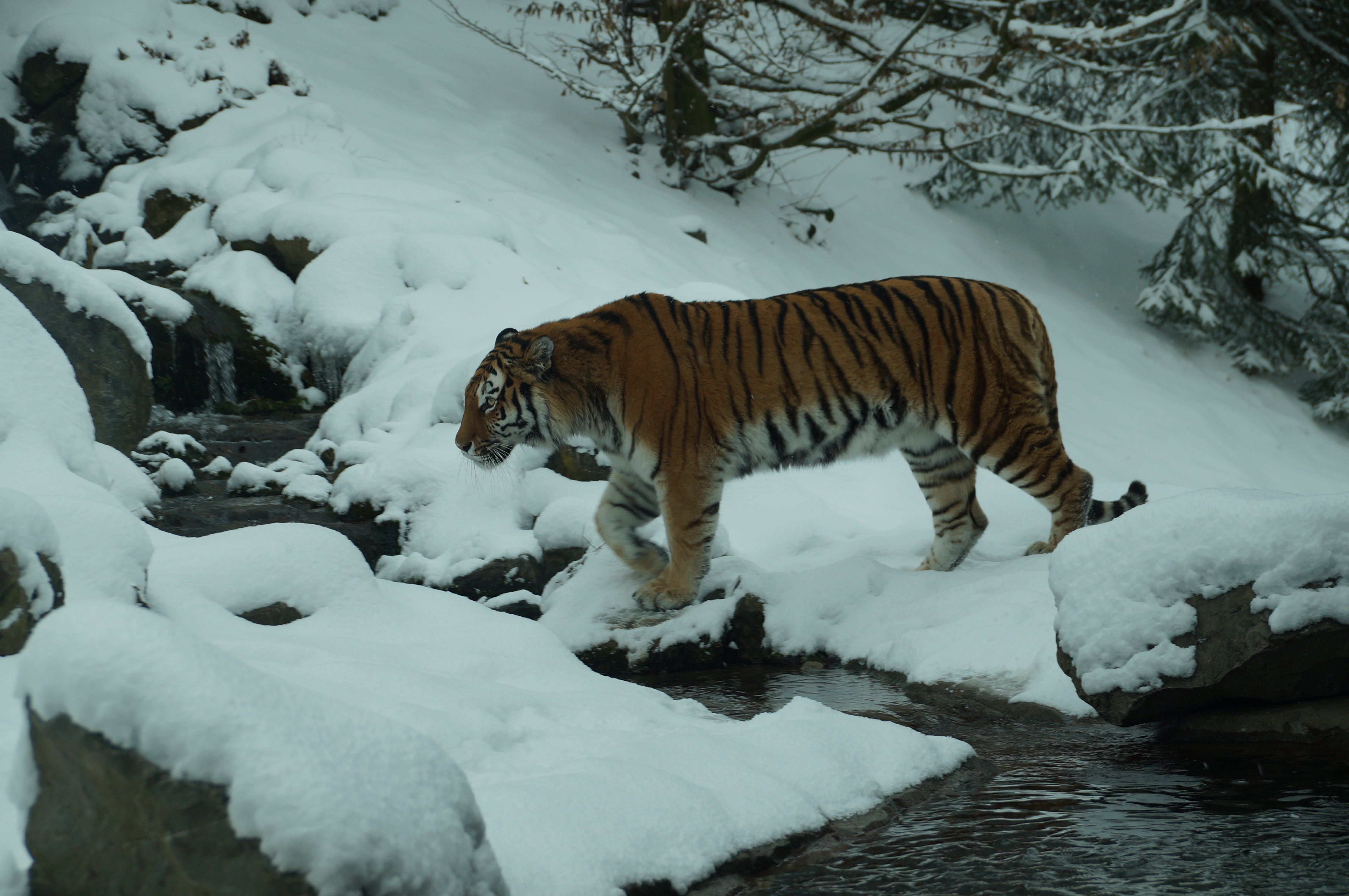 Тигр образует реку. Амурский (Уссурийский) тигр. Амурский тигр Сихотэ-Алинь. Амурский тигр эндемик. Амурский тигр Забайкальский край.
