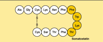 File:Somatostatin-struktura.GIF