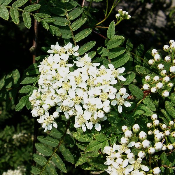 File:Sorbus koehneana10.jpg