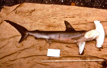 Hammerhead Shark - Big specimens feed on stingrays