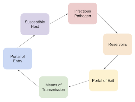 This picture is a flow chart that represents the chain of infection