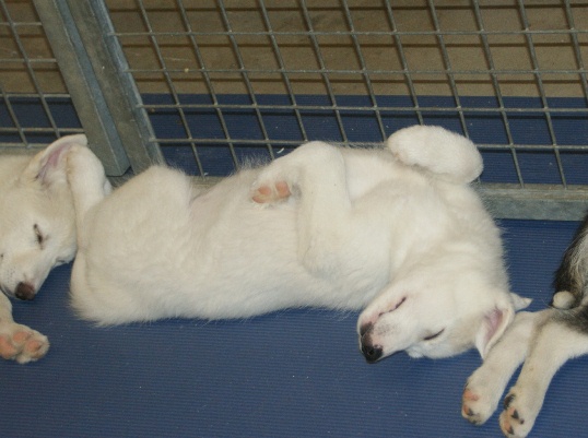 where should my husky puppy sleep