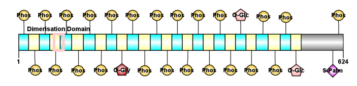 Schematic diagram of predicted significant post translational modifications of C13orf46 Isoform X1. The 26 repeats are shown in alternating color. Predicted phosphorylation sites of CKII are represented by yellow spheres. Three repeats that do not have a predicted to be phosphosite by CKII but are predicted O-GlcNAcylated and/or GalNAc O-glycosylated are depicted as pentagons. Two sites that are only predicted to be O-GlcNAcylated are shown in light pink, while the site predicted to have the potential to be both O-GlcNAcylated and GalNAc O-glycosylated is illustrated in red. A predicted dimerization domain is highlighted by a pink box. One significant s-palmitoylation site predicted on the protein is represented by a purple diamond. Wiki Annotated Post Translational Modifications for Isoform X1.png