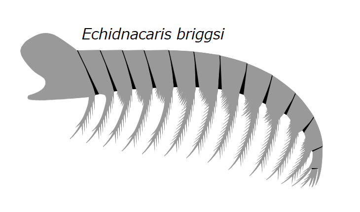 File:20191228 Radiodonta frontal appendage Echidnacaris briggsi.png