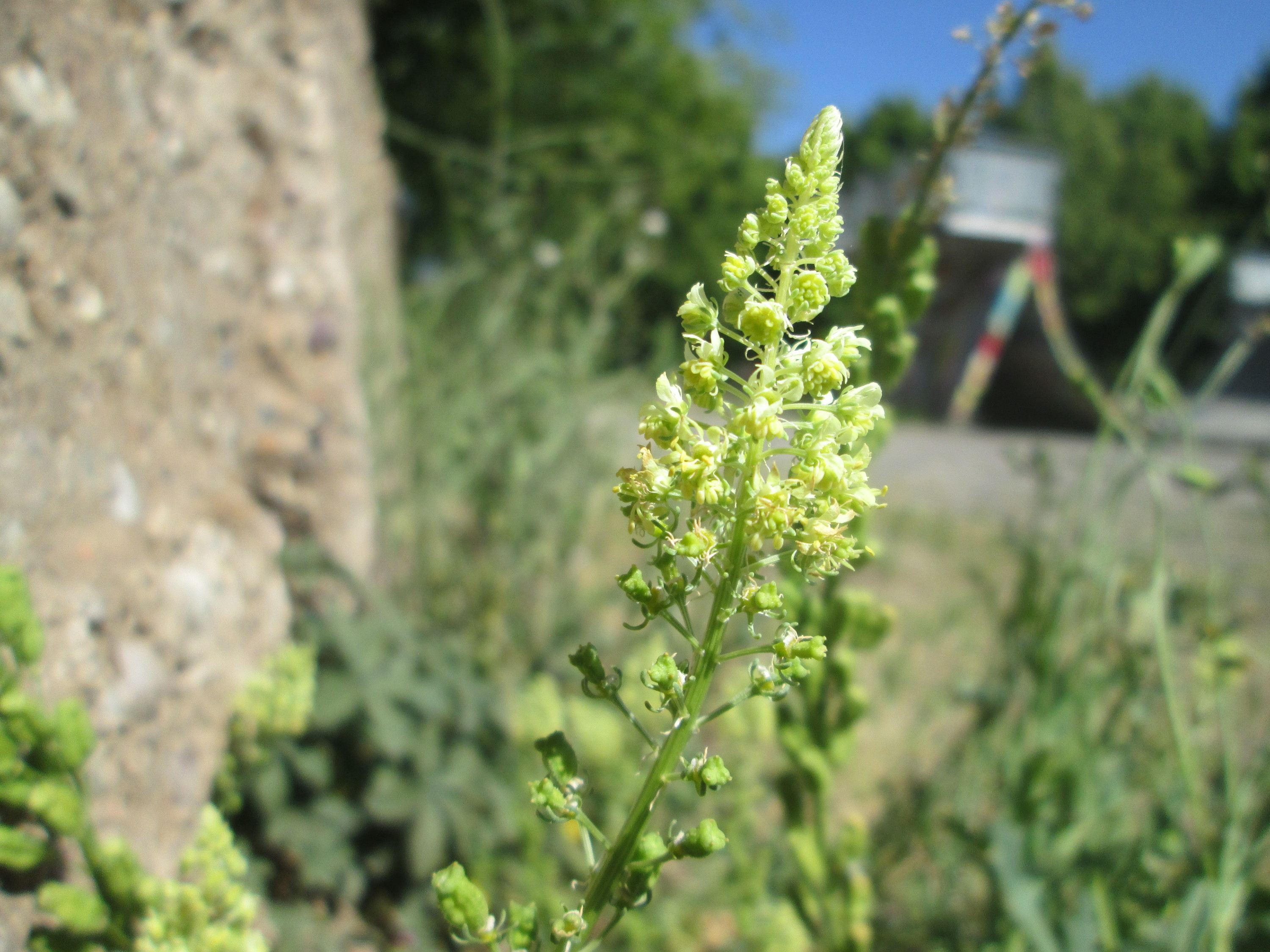 Reseda lutea. Резеда душистая «ред монах». Reseda odorata семена. Резеда Голонза. Резеда душистая семена