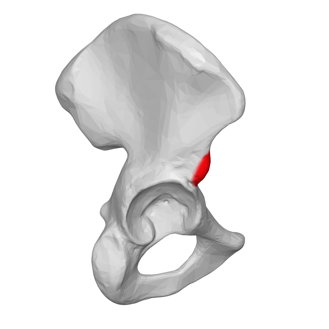 https://upload.wikimedia.org/wikipedia/commons/c/c1/AIIS_05_lateral_view_%28Right_hip_bone%29.png