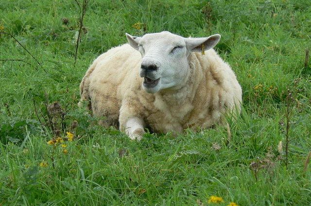 File:A Contented Sheep - geograph.org.uk - 954858.jpg