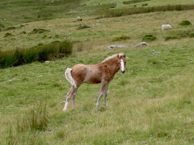 Find the word a foal