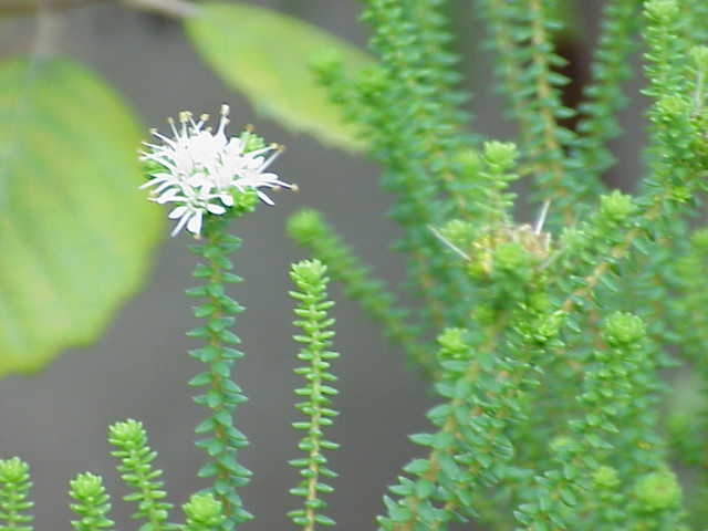 File:Agathosma apiculata0.jpg