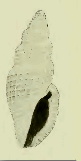 <i>Agathotoma hilaira</i> Species of gastropod