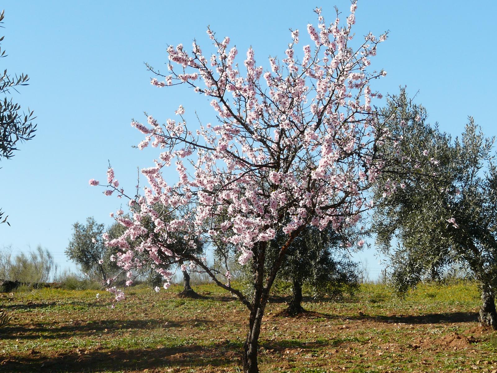 File:Almendro en flor (1).jpg - Wikimedia Commons