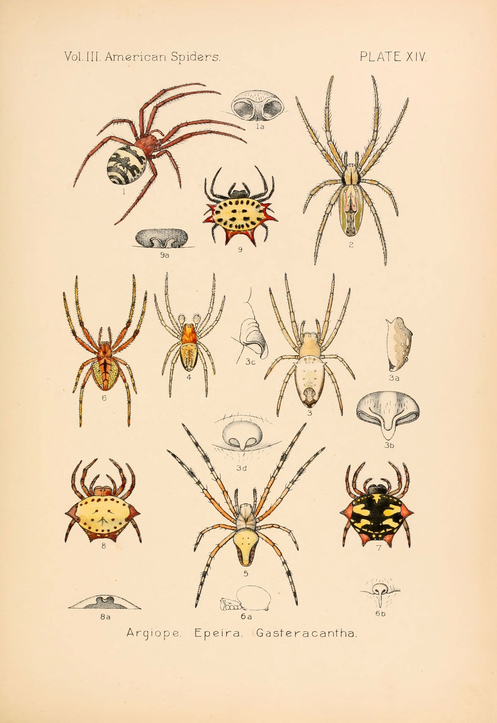 American spiders and their spinning work. A natural history of the