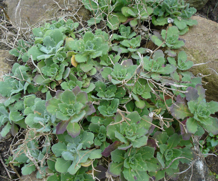 File:Arabis ferdinandi-coburgii.JPG