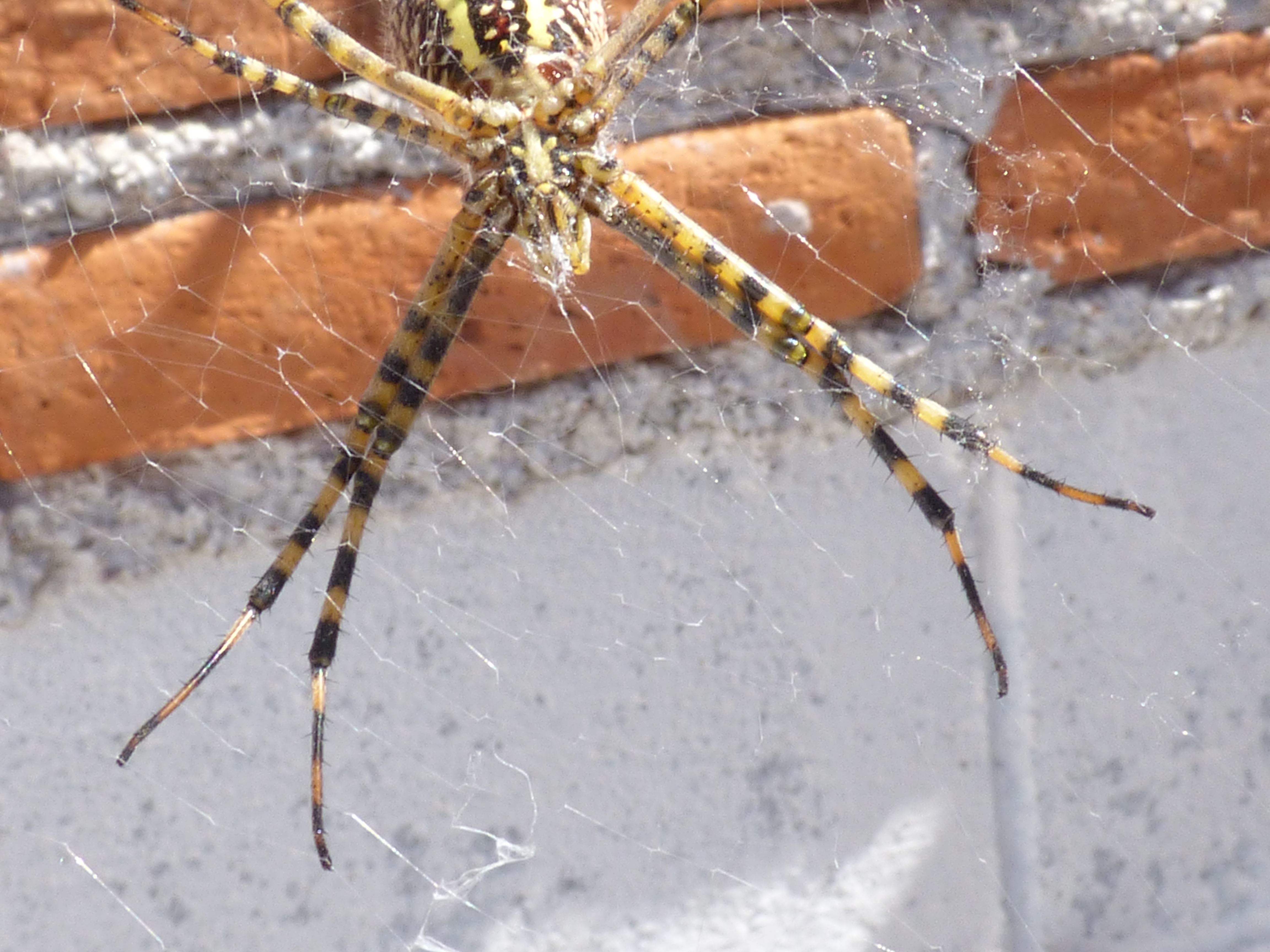 Araña amarilla españa