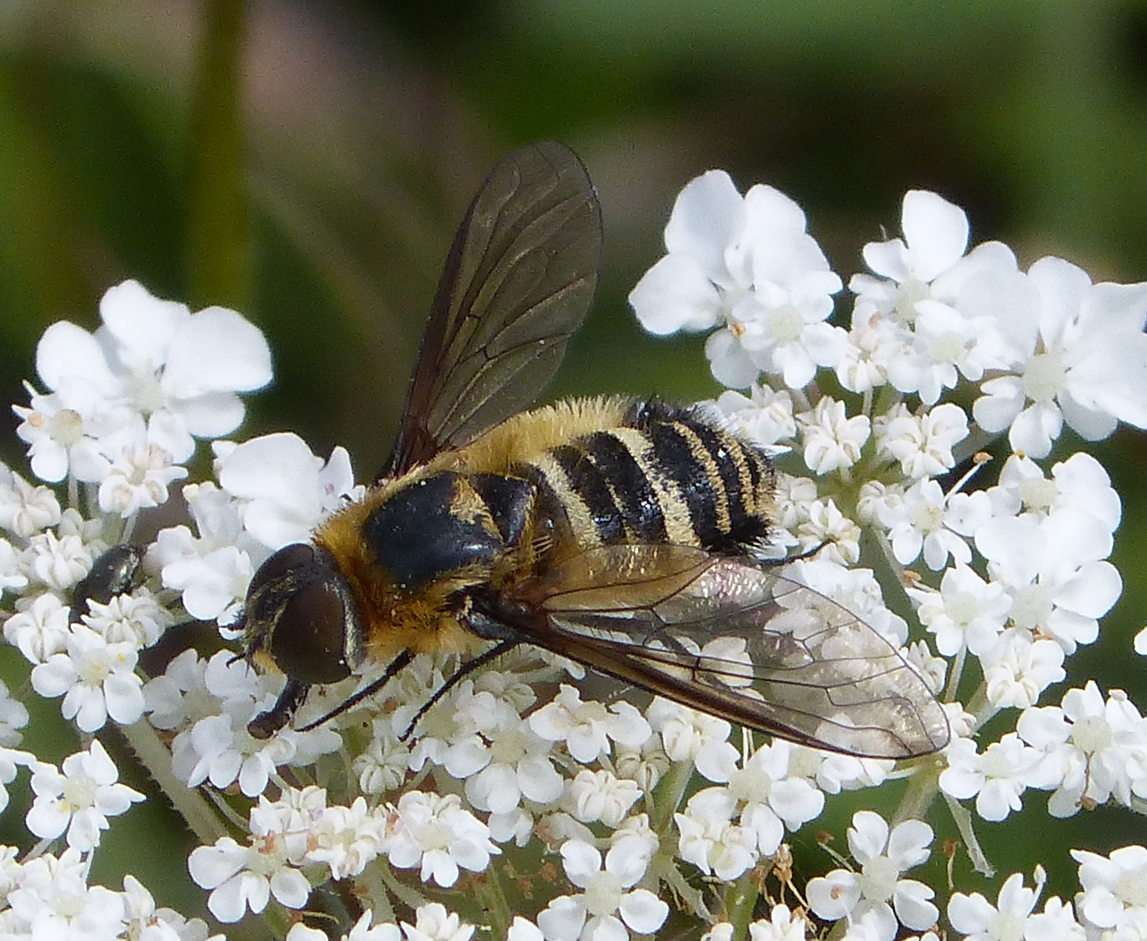 Bee flies. The Fly or the Bee of Napoleon.