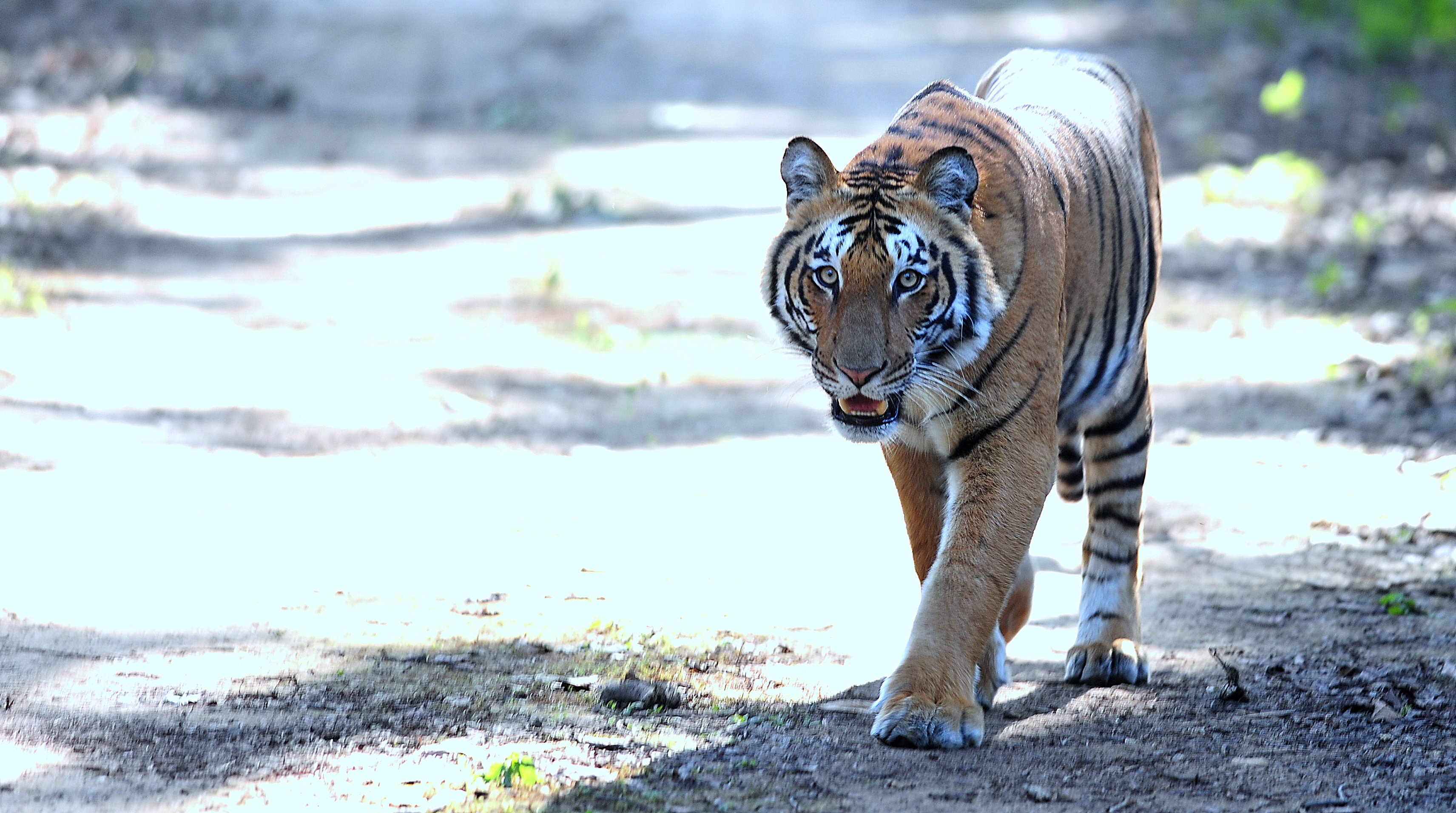 Бенгальский тигр Корбетт
