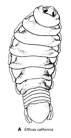 <i>Elthusa californica</i> Species of crustacean