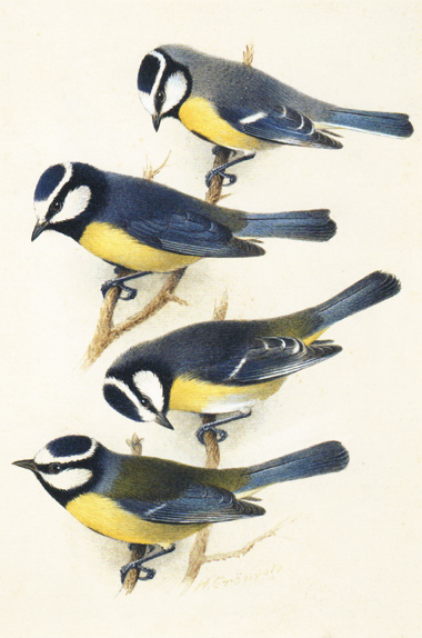 Blue_Tits_Henrik_Gronvold_c1920.jpg