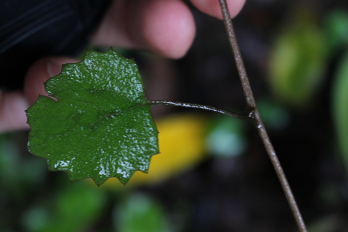 File:Brachyglottis sciadophila leaf close up.jpg