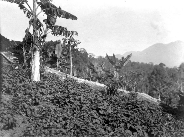 File:COLLECTIE TROPENMUSEUM Het gewas patchouli op bouwland (ladang) bij Lamno Atjeh Noord-Sumatra TMnr 10012292.jpg