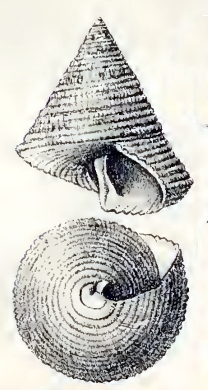 <i>Calliostoma apicinum</i> Species of gastropod