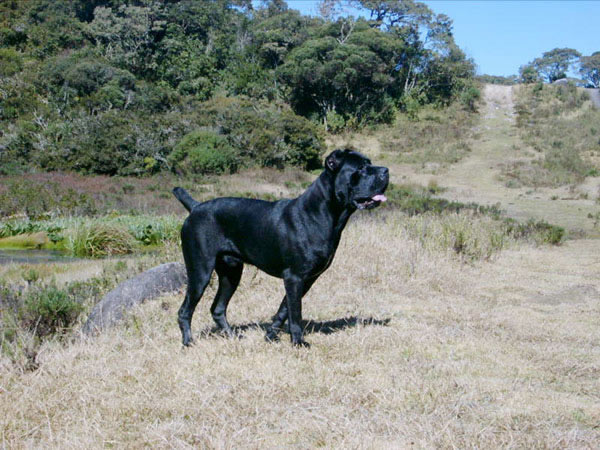 File:CaneCorso (34).jpg