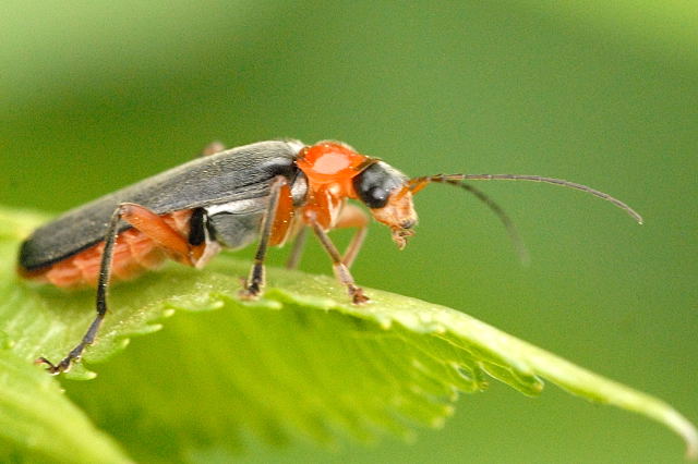 File:Cantharis.pellucida.-.lindsey.jpg