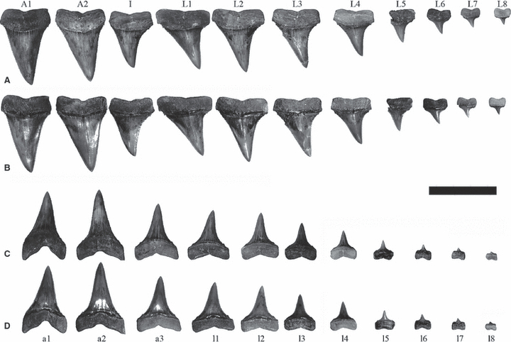 File:Carcharodon hubbelli dentition.jpg