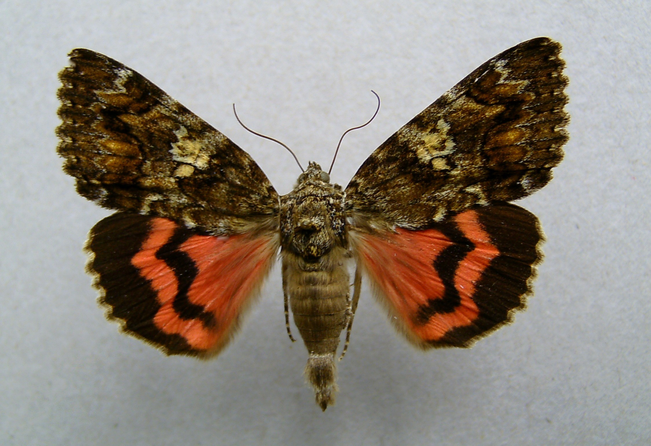 Бабочки Совки Виды Фото